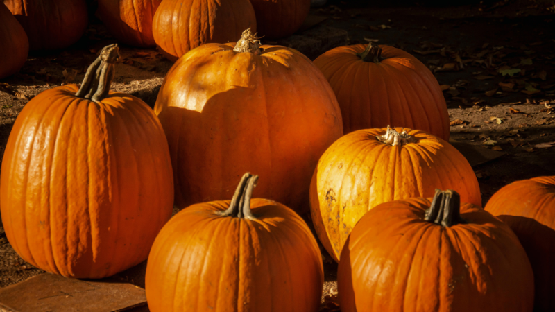 Lowcountry Fall Festivals and Events to Enjoy | Carolina One Real Estate